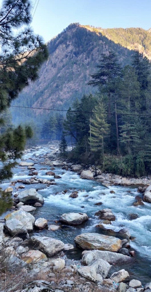 green trees beside river during daytime